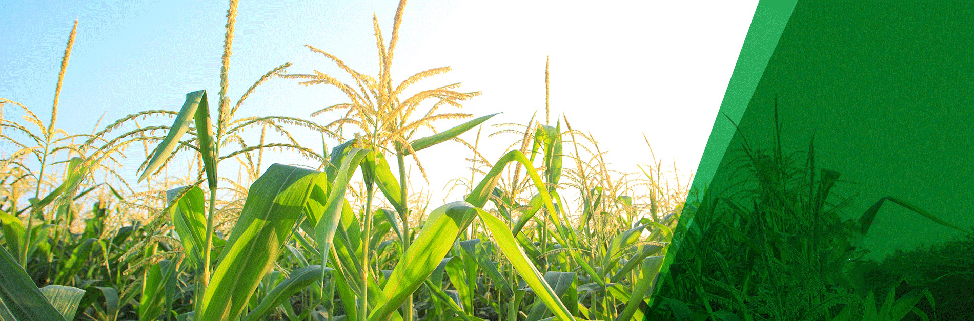 Imagen de encabezado